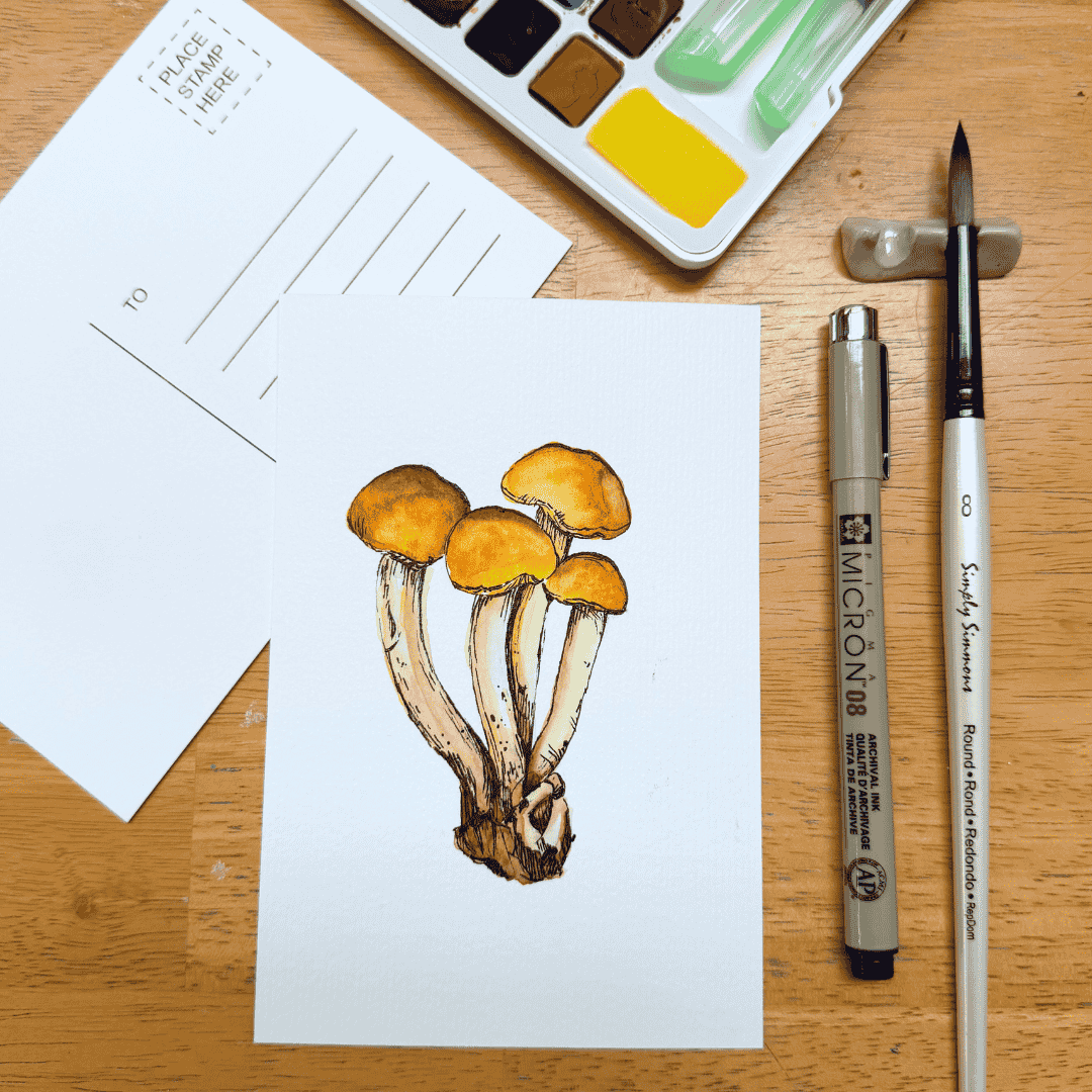Painting Conifer Tuft Mushroom in Watercolor March 10th