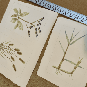 Pencil Crayon Drawing Course